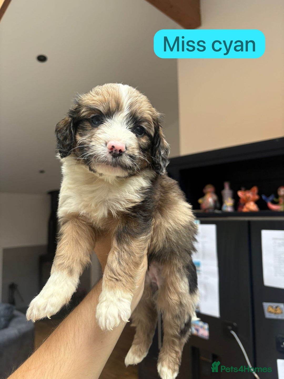 Mixed Breed dogs for sale: Outstanding Saint Bernadoodle Puppies  - Image 21