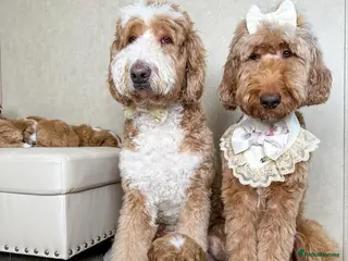 Goldendoodle dogs Adorable Goldendoodle Puppies for sale - Advert 1