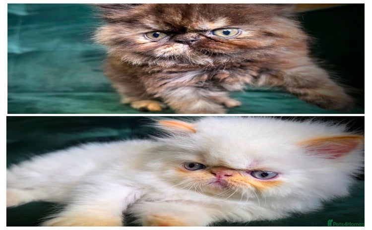 Persian cats - Advert 12