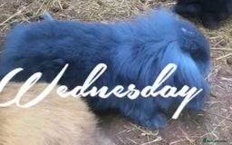 Mini Lion Lop rabbits for sale: Young bunnies  - Image 4