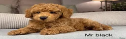 Maltipoo dogs for sale: GORGEOUS MALTIPOOS. BOYS ONLY - Advert 15