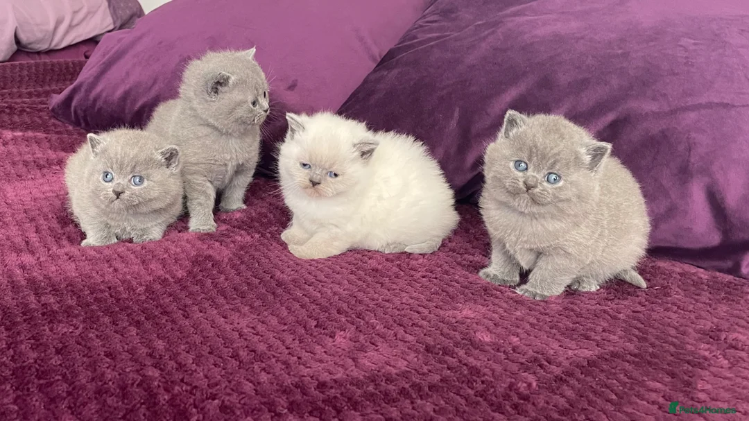 British Shorthair cats for sale: Gorgeous little munchkins - Advert 1