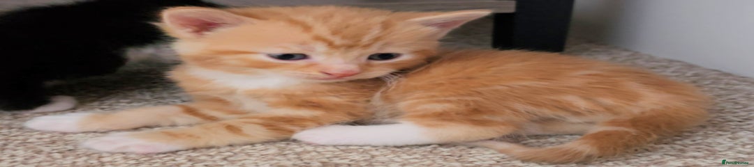 Ginger Male