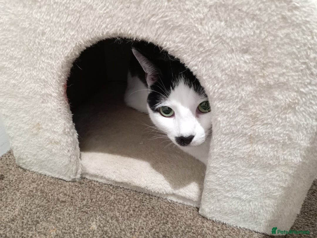 Mixed Breed cats for sale:  Oscar  🐾 - Advert 3