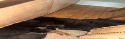 German Shepherd dogs for sale: German shepherd puppy for sale  - Advert 3