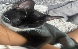 Mixed Breed cats for sale: Mixed breed kittens  - Image 8