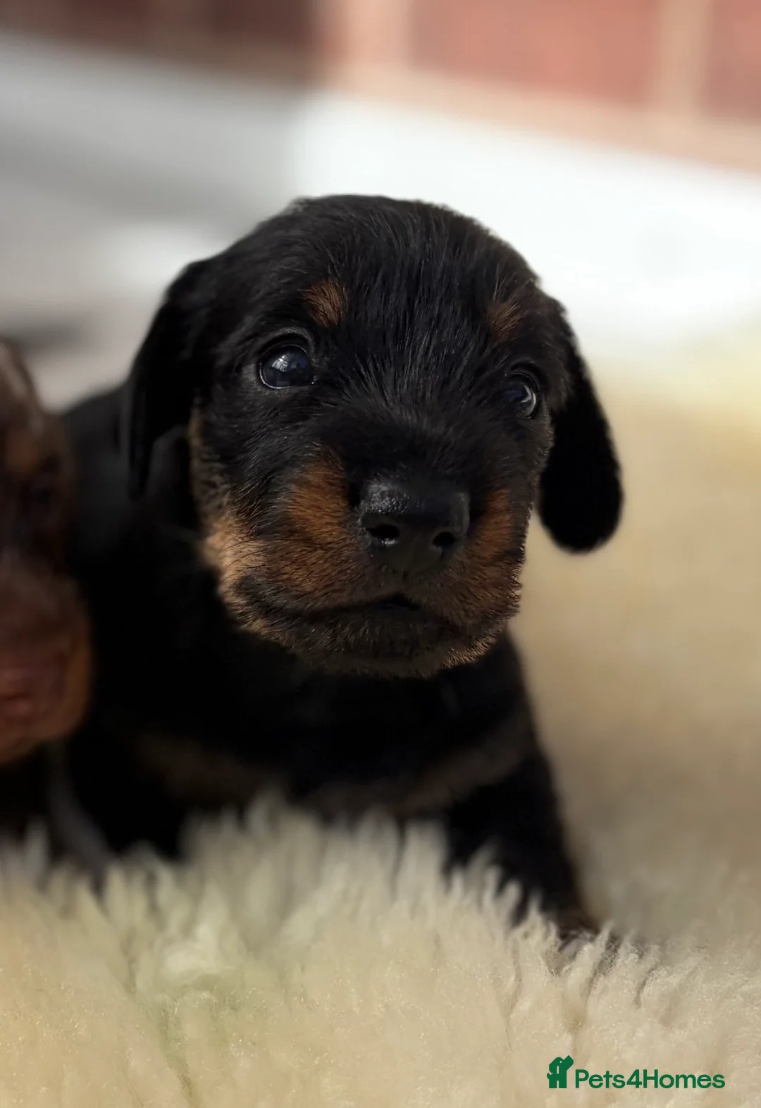 Dachshund dogs for sale: Wire haired miniature dachsunds - Advert 17