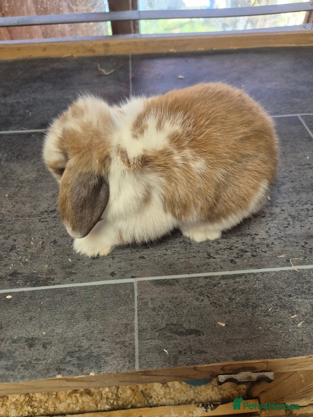 Mini Lop rabbits for sale: Baby mini lop rabbits  - Advert 3