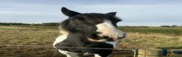 Other Breed horses for sale: Lady athena - Advert 4