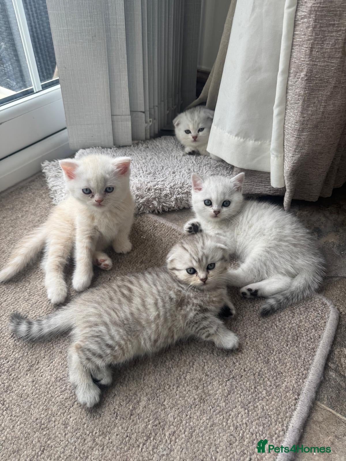 British Shorthair cats mixed Scottish fold & British short hair  - Advert 4