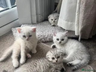 British Shorthair cats mixed Scottish fold & British short hair - Advert 2