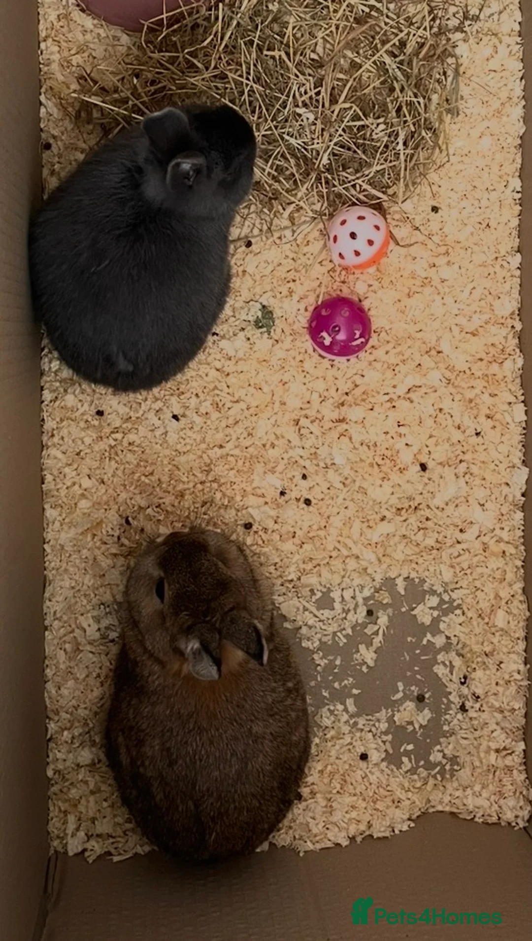 Netherland Dwarf rabbits for sale: 2 x female Netherland Dwarf bunnies  - Advert 4