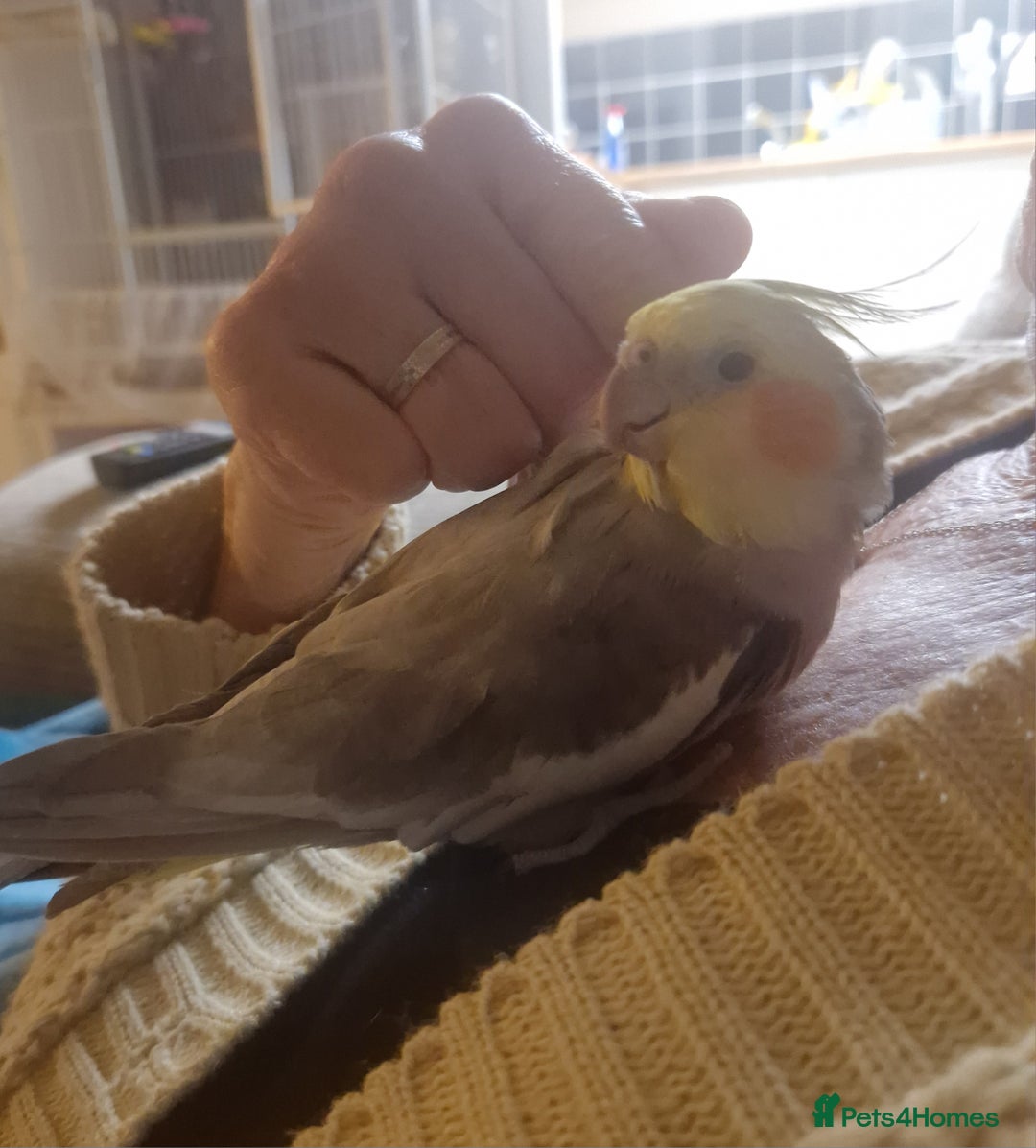 Cockatiels birds for sale: Female cockatiel - Advert 4