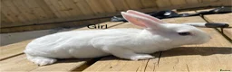 Rex rabbits for sale: 💖Pure bred mini Rex💖 - Advert 5