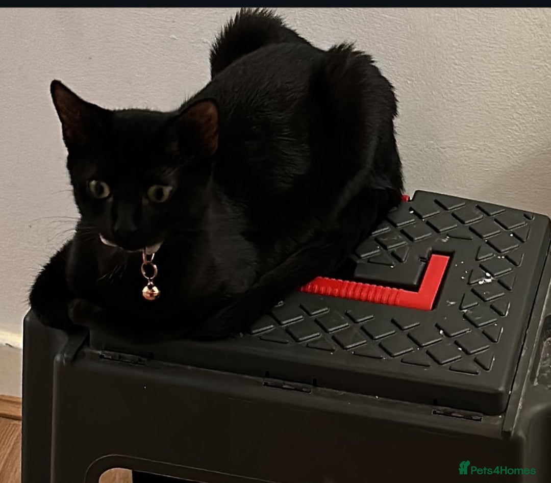 Bombay cats for sale: Black cat for sale  - Image 6