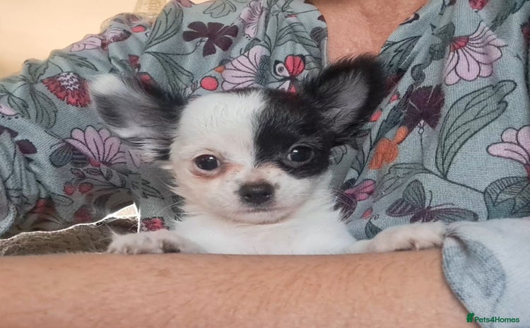 Chihuahua dogs - Advert 11