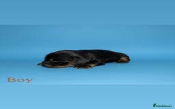 Cocker Spaniel dogs for sale: 🤎Show cocker spaniels🤎 - Image 3