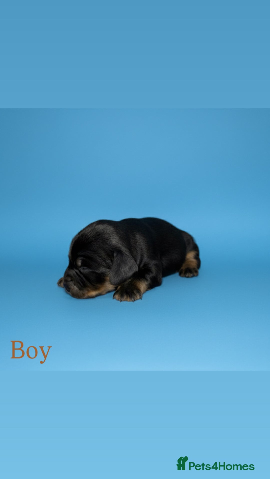Cocker Spaniel dogs for sale: 🤎Show cocker spaniels🤎 - Image 3