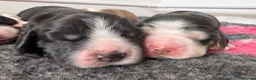 Cocker Spaniel dogs for sale: ✅RKC Reg✅DNA Tested✅Low COI✅Home Reared✅A* Reviews in Fareham - Advert 35