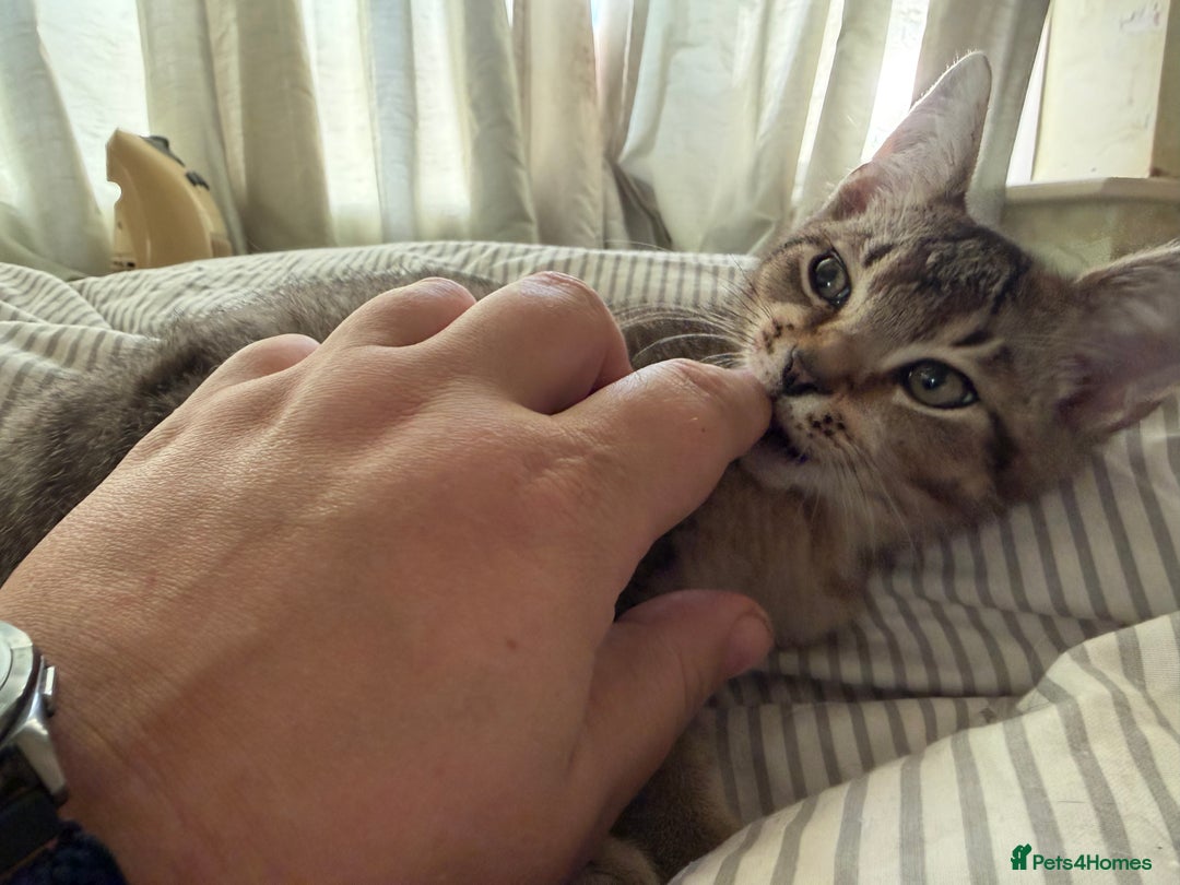 Mixed Breed cats for sale: Two beautiful kittens are looking for a new home - Advert 2