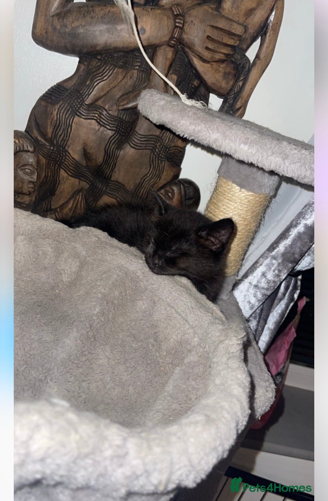 Bengal cats for sale: Kittens  in London - Image 5