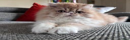 Persian cats for sale: Quality Persian Girls - Available Now - Advert 11
