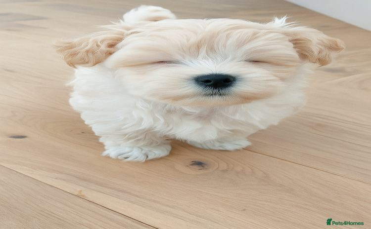 Maltipoo dogs - Advert 4