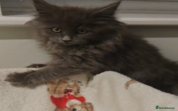 Maine Coon cats for sale: Beautiful Maine coon kittens - Image 6