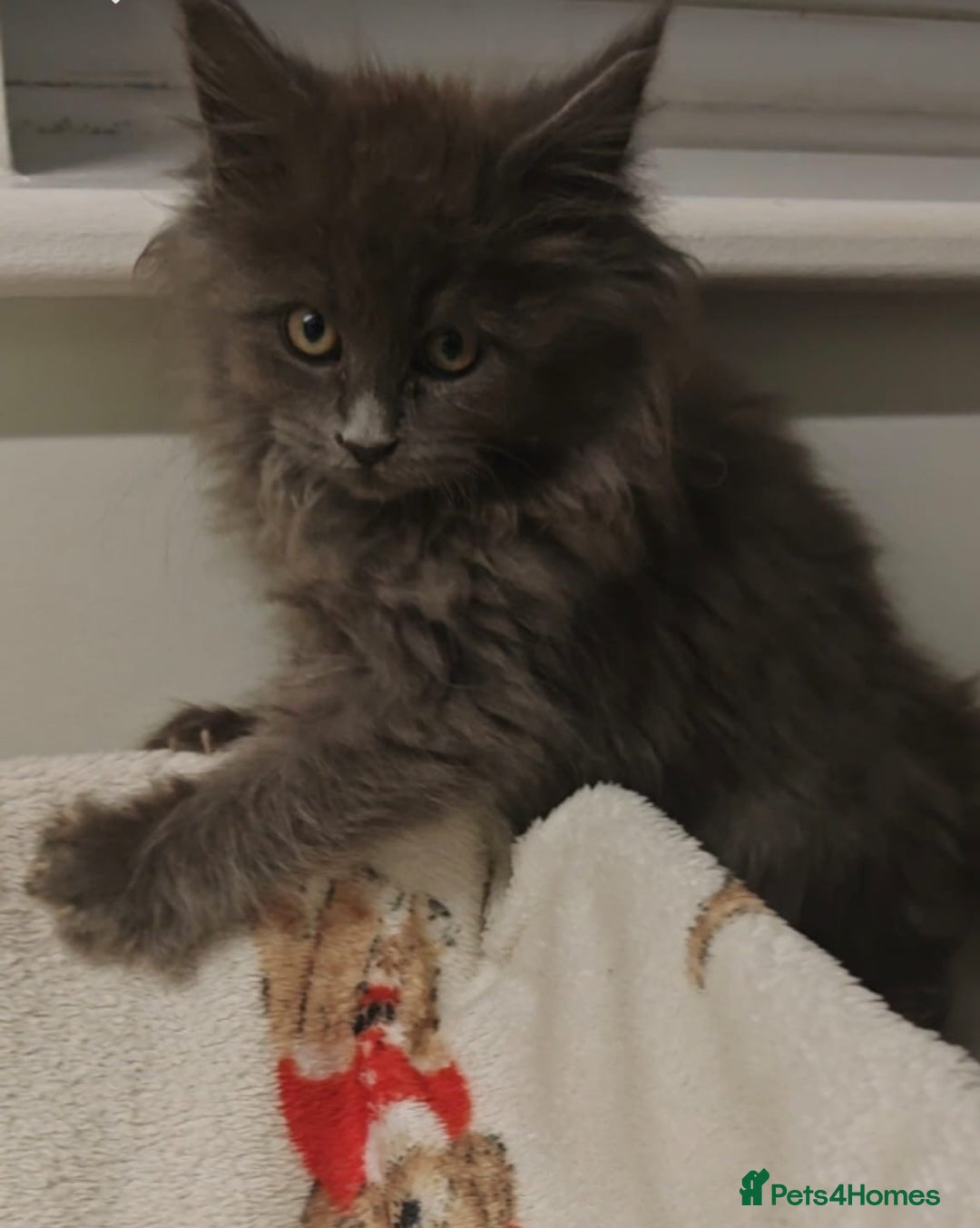 Maine Coon cats for sale: Beautiful Maine coon kittens - Image 6