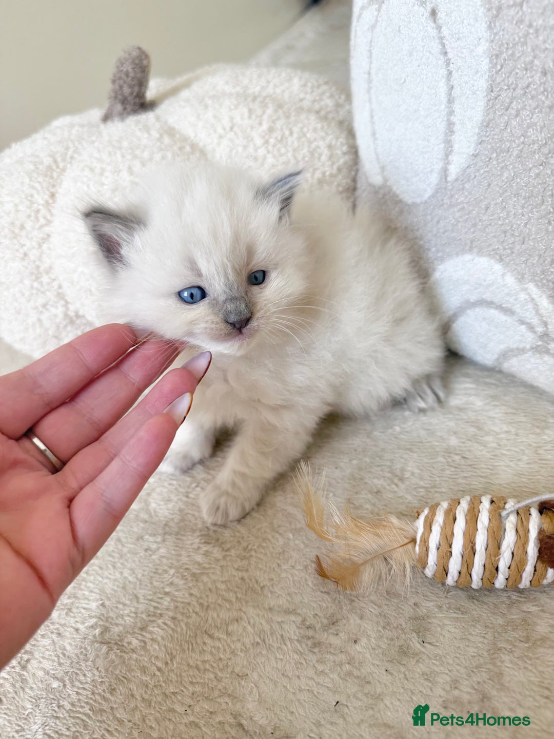 Ragdoll cats for sale: Blue Point Ragdoll Kittens! - Image 10