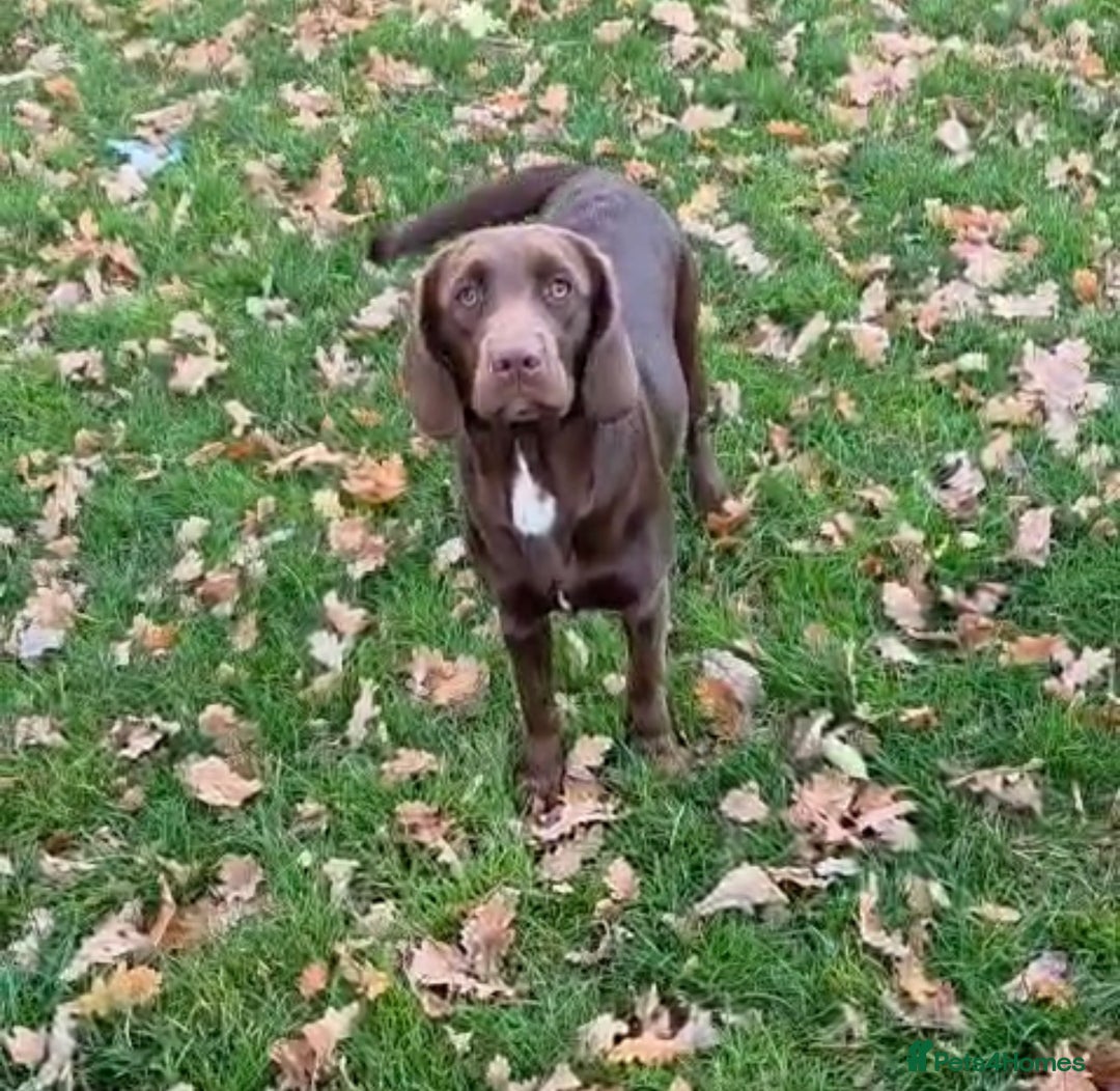 Springador dogs for sale: LAST Female springador for SALE - Image 10