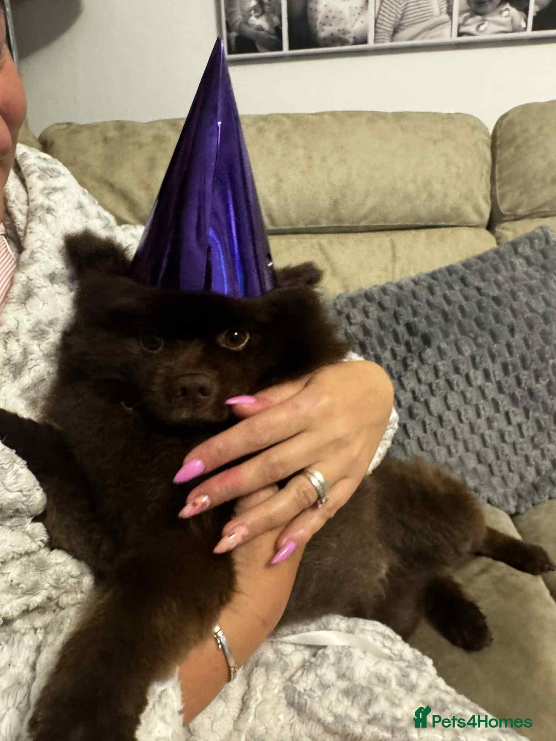 Pomeranian dogs for stud: Pomeranian dog-Bruno(boy) - Image 2