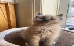 Ragdoll cats for sale: Pedigree Mink Ragdoll kittens  - Image 17