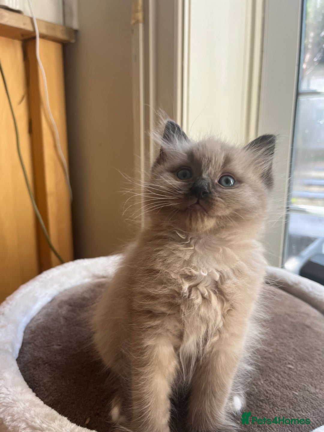 Ragdoll cats for sale: Pedigree Mink Ragdoll kittens  - Image 17