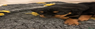 Rottweiler Puppy 4