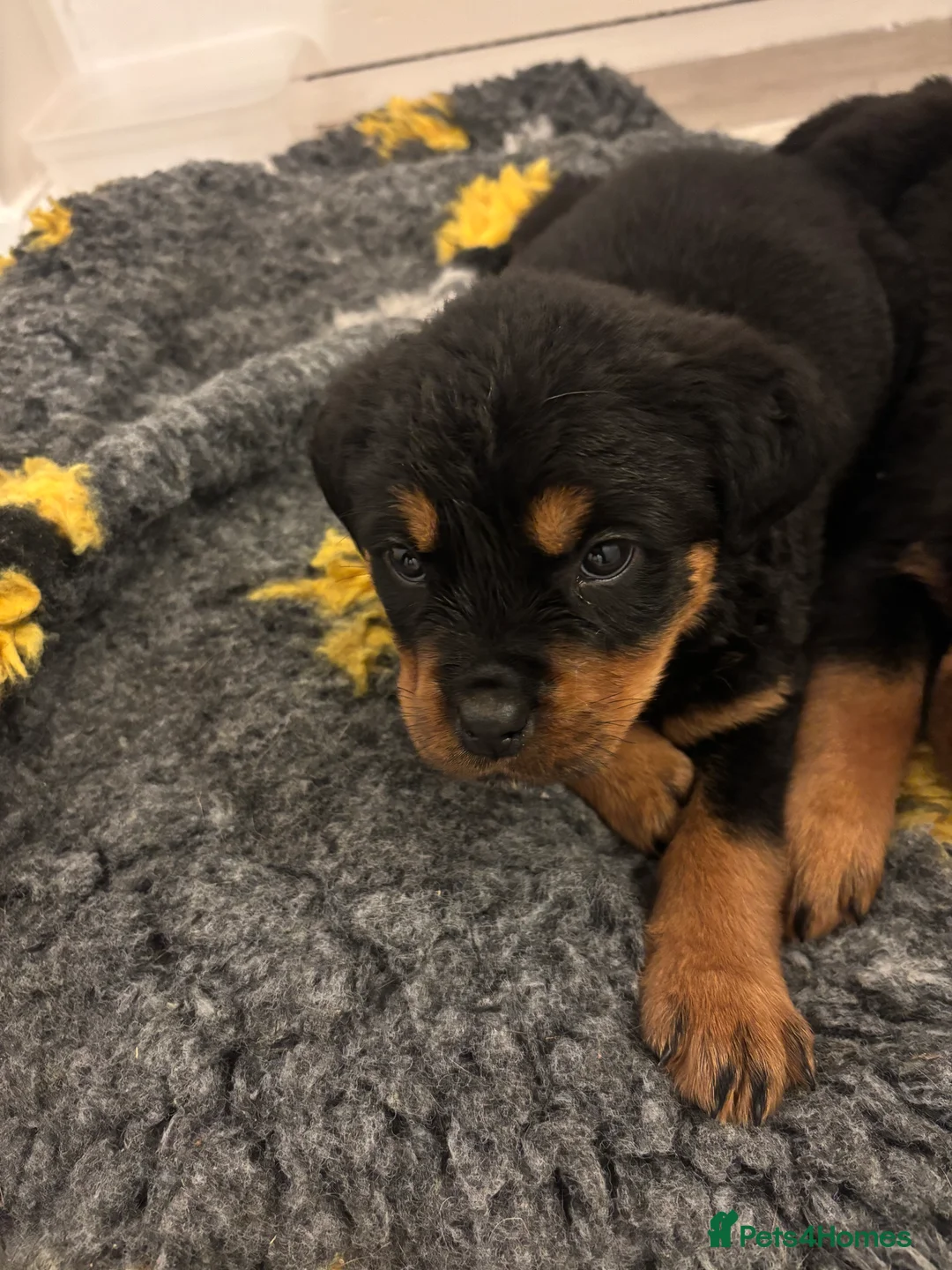 Rottweiler dogs for sale: 🐾🐶 beautifulRottweiler puppies 3 Girls Left🐶🐾 - Advert 18
