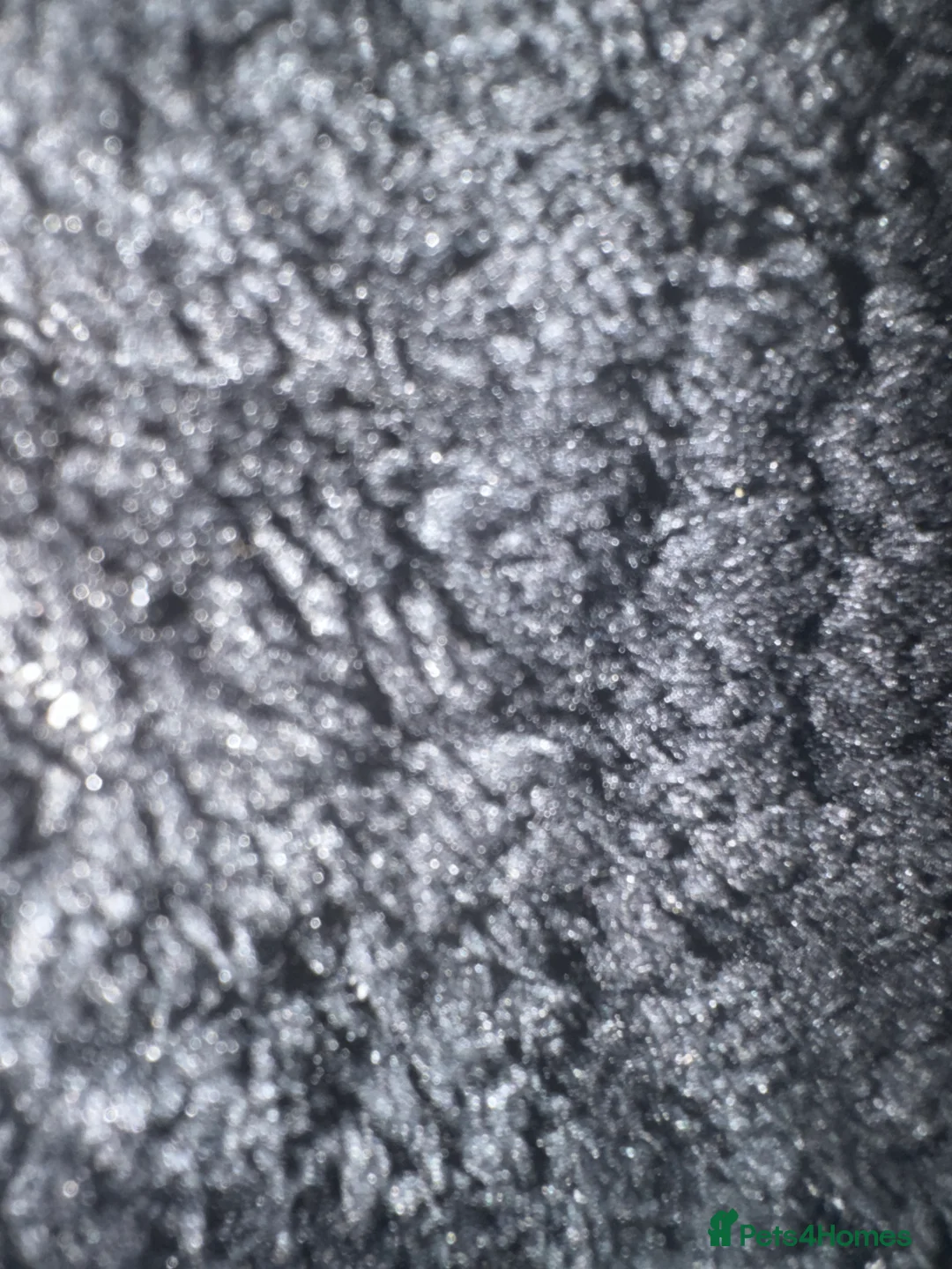 Dobermann dogs for sale: We are sadly selling our Serbian girl FCI reg - Advert 1