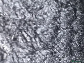 Dobermann dogs We are sadly selling our girl - Advert 5