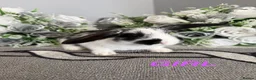 Mini Lop rabbits for sale: 6 adorable bunnies for sale  - Advert 7