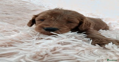Cockapoo dogs - Advert 8