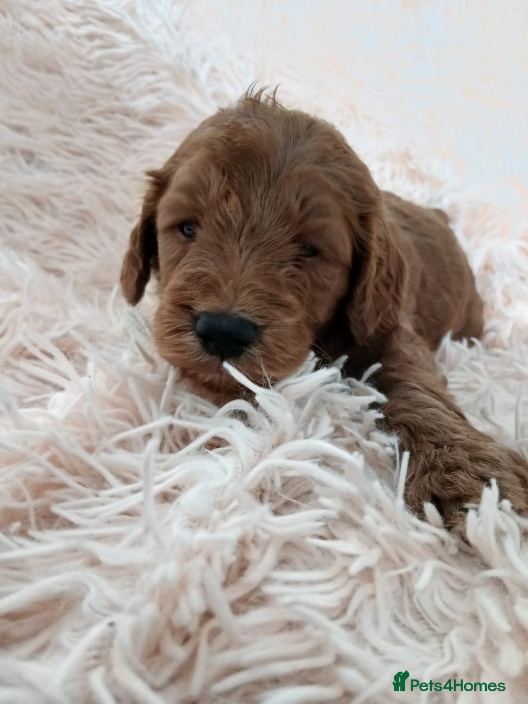 Cockapoo dogs for sale: F1B Cockapoo puppies  - Image 3