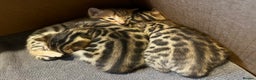 Bengal cats for sale: 2 lovable bengal brothers - Advert 17
