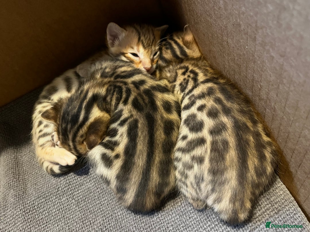 Bengal cats for sale: 2 lovable bengal brothers - Advert 17