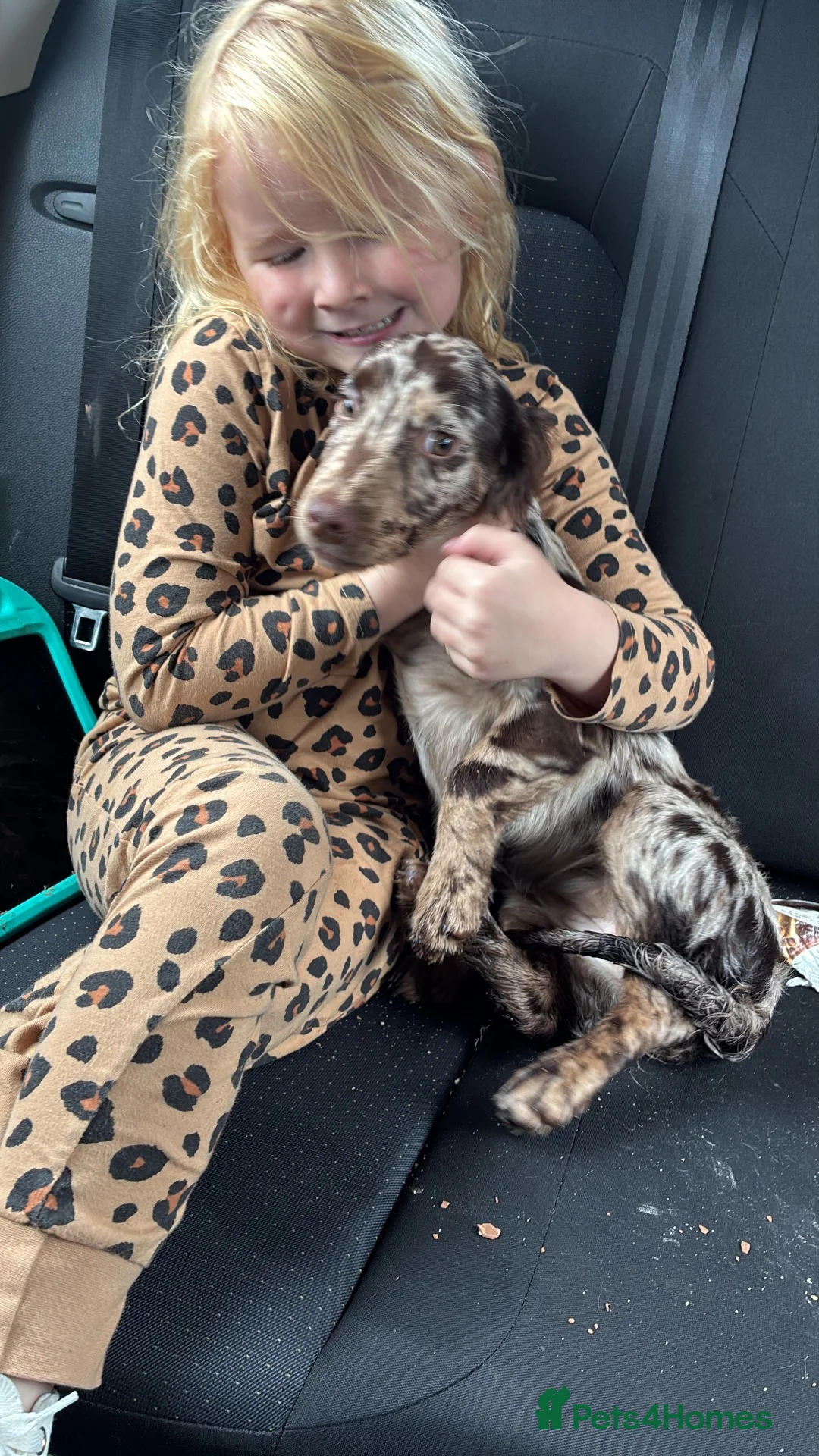 Cocker Spaniel dogs for sale: Female cocker spaniel  - Advert 8