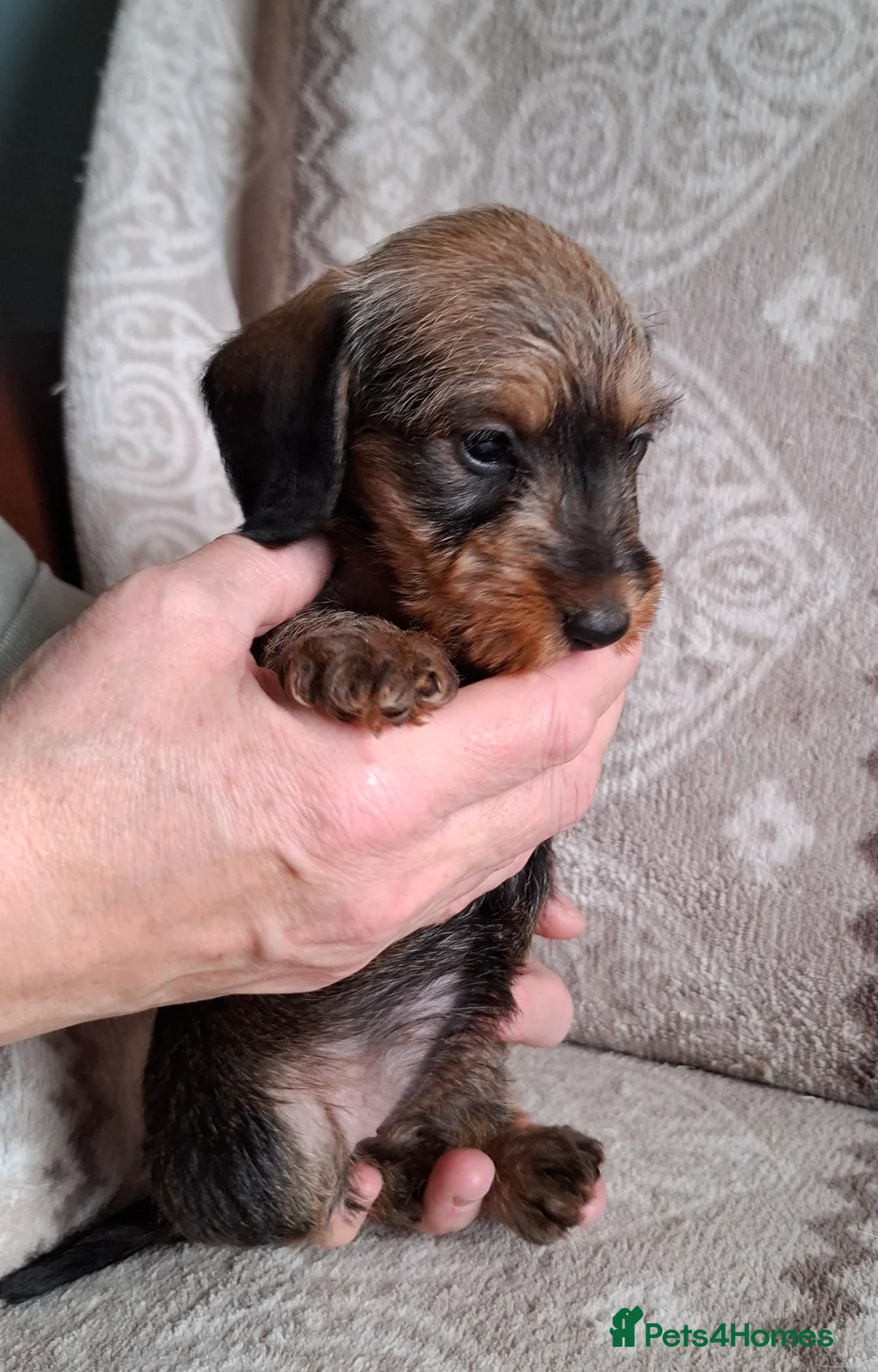 Miniature Dachshund dogs for sale: New Year's Day KC Mini-Wire Dachsunds - Advert 12