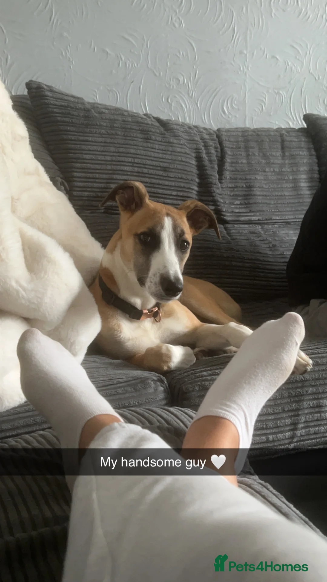 Lurcher dogs for stud: Lurcher for stud - Advert 29