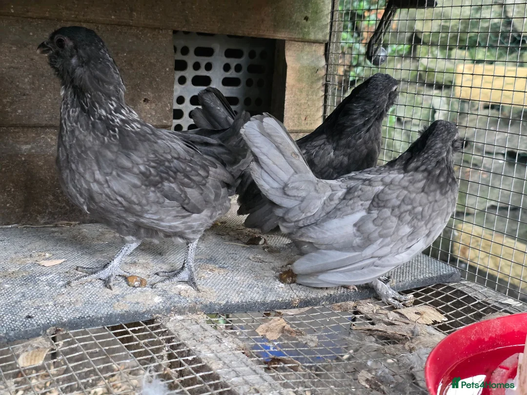 Chickens poultry for sale: Chicks looking for new homes  - Advert 25