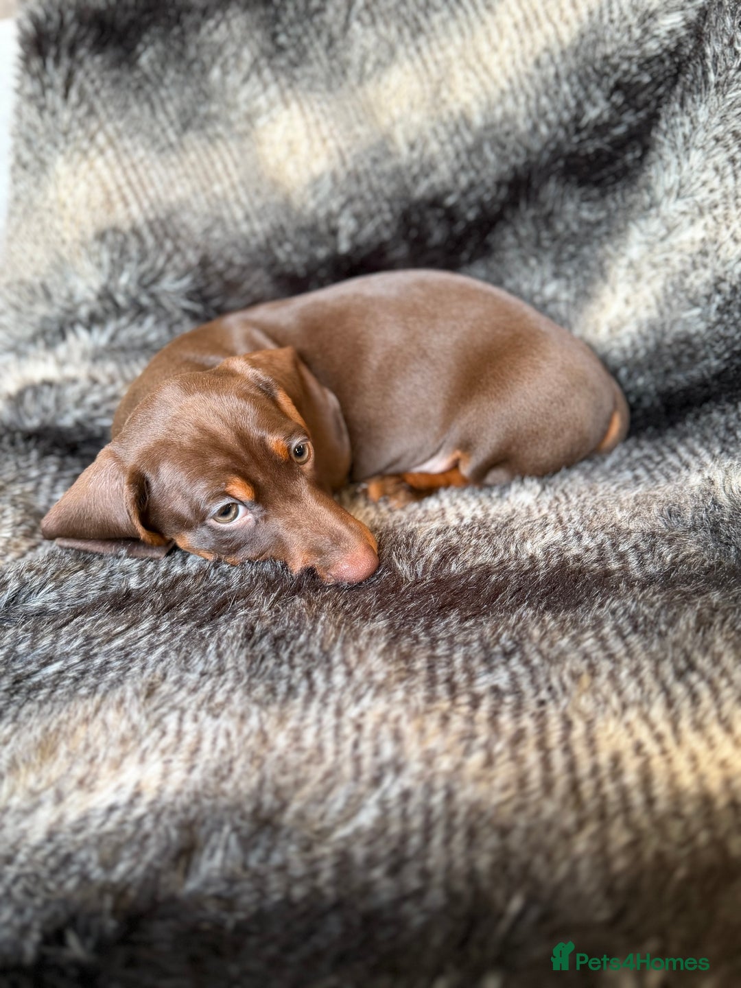 Miniature Dachshund dogs for sale: KC Registered Miniature Shorthaired Dachshund - Advert 8