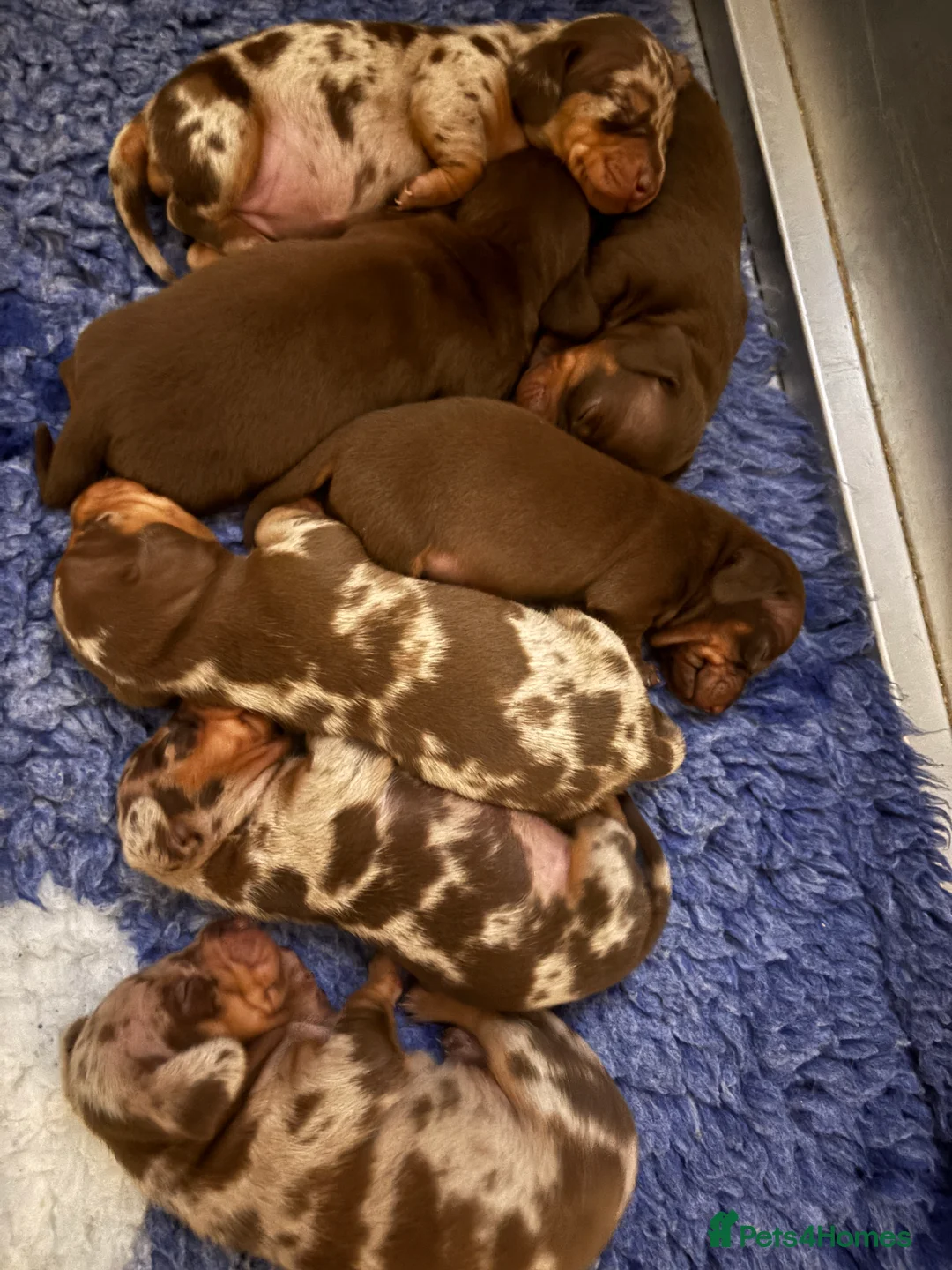 Miniature Dachshund dogs for sale: Stunning kennel club registered mini dachshunds  - Advert 4