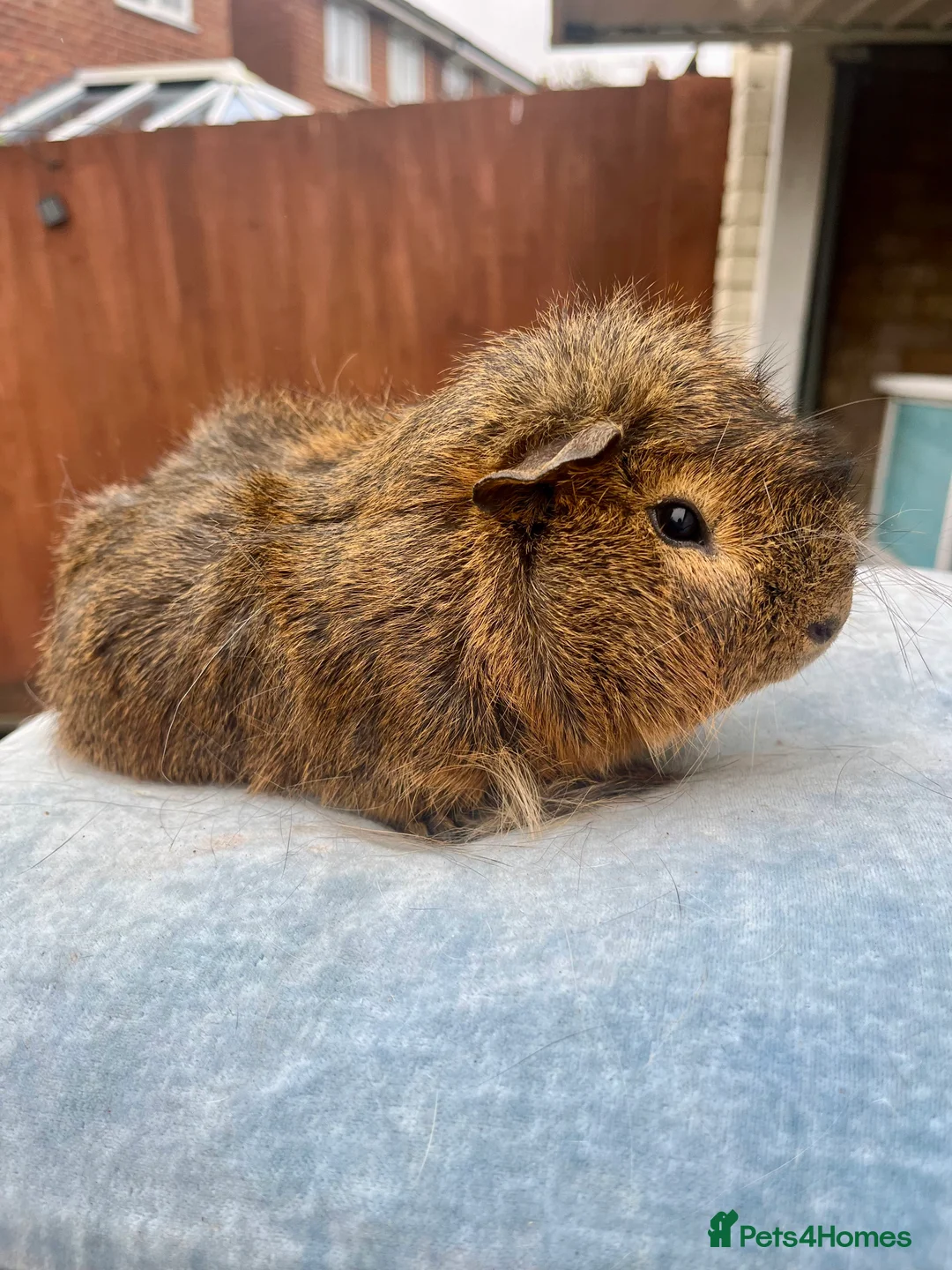 Guinea Pig rodents for sale: Guinea pig babies and young adults available  - Advert 10
